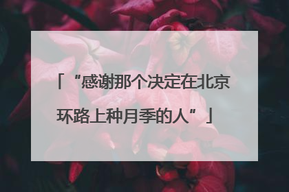 “感谢那个决定在北京环路上种月季的人”