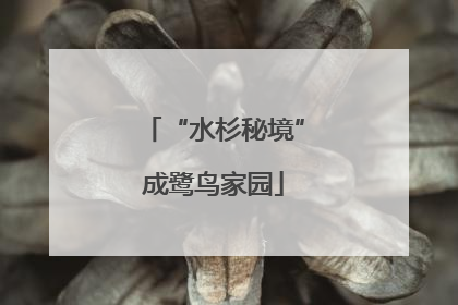 “水杉秘境”成鹭鸟家园
