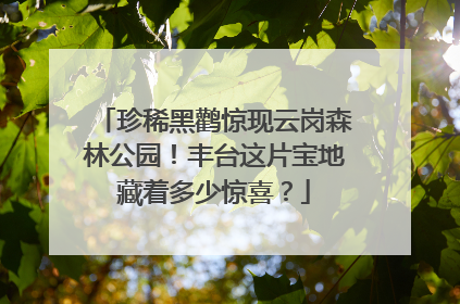 珍稀黑鹳惊现云岗森林公园！丰台这片宝地藏着多少惊喜？