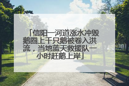 信阳一河道涨水冲毁鹅圈上千只鹅被卷入洪流，当地蓝天救援队一小时赶鹅上岸