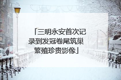三明永安首次记录到发冠卷尾筑巢繁殖珍贵影像