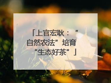 上官宏耿：“自然农法”培育“生态好茶”