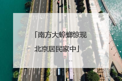 南方大蟑螂惊现北京居民家中