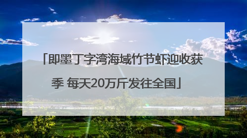 即墨丁字湾海域竹节虾迎收获季 每天20万斤发往全国