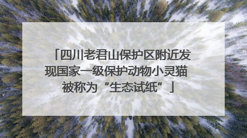 四川老君山保护区附近发现国家一级保护动物小灵猫 被称为“生态试纸”