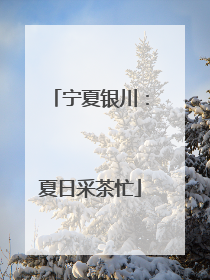 宁夏银川：夏日采茶忙