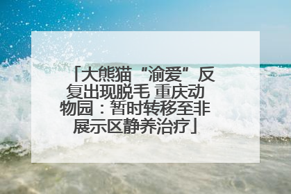 大熊猫“渝爱”反复出现脱毛 重庆动物园：暂时转移至非展示区静养治疗