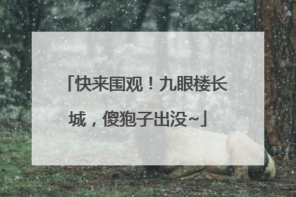 快来围观！九眼楼长城，傻狍子出没~