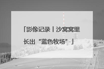 影像记录丨沙窝窝里长出“蓝色牧场”