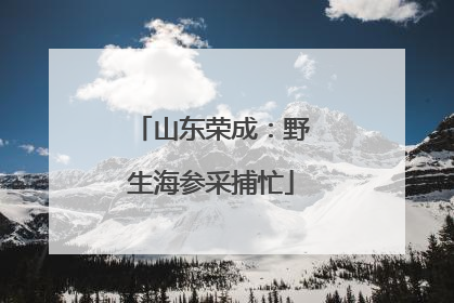 山东荣成：野生海参采捕忙