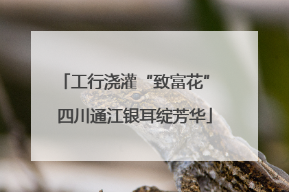 工行浇灌“致富花” 四川通江银耳绽芳华
