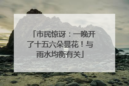 市民惊讶：一晚开了十五六朵昙花！与雨水均衡有关