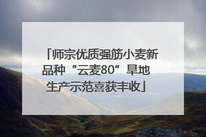 师宗优质强筋小麦新品种“云麦80”旱地生产示范喜获丰收