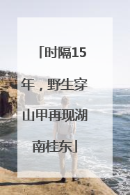 时隔15年，野生穿山甲再现湖南桂东