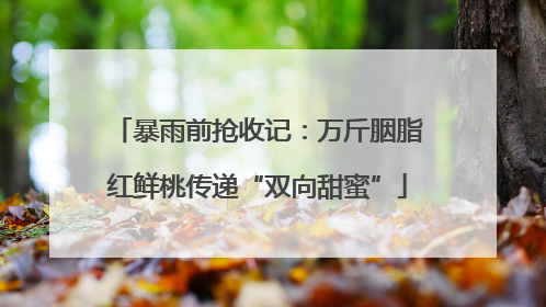 暴雨前抢收记：万斤胭脂红鲜桃传递“双向甜蜜”