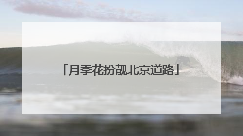 月季花扮靓北京道路