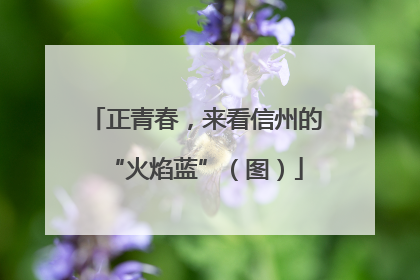 正青春，来看信州的“火焰蓝”（图）