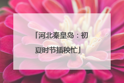 河北秦皇岛：初夏时节插秧忙