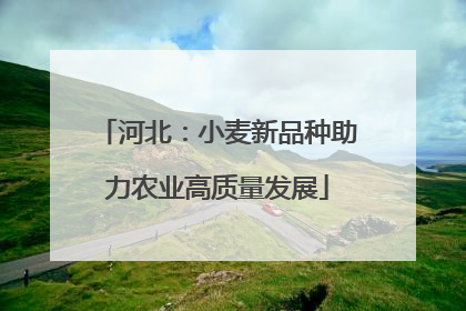 河北：小麦新品种助力农业高质量发展