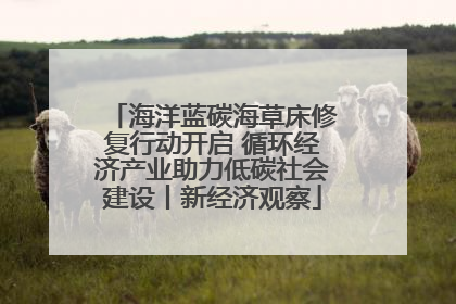 海洋蓝碳海草床修复行动开启 循环经济产业助力低碳社会建设丨新经济观察