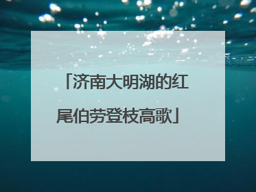 济南大明湖的红尾伯劳登枝高歌