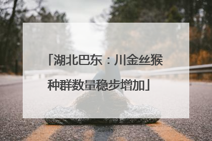 湖北巴东：川金丝猴种群数量稳步增加
