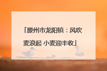 滕州市龙阳镇：风吹麦浪起 小麦迎丰收