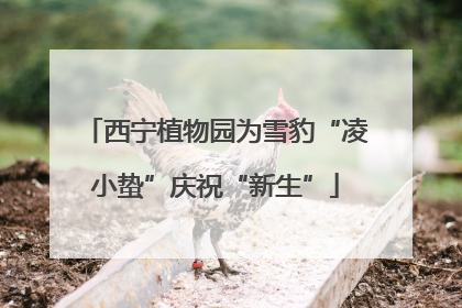西宁植物园为雪豹“凌小蛰”庆祝“新生”