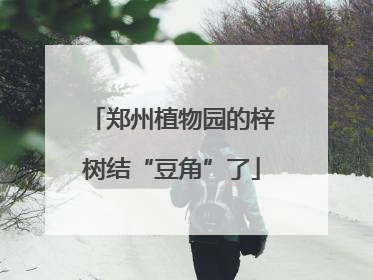 郑州植物园的梓树结“豆角”了