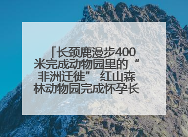长颈鹿漫步400米完成动物园里的“非洲迁徙” 红山森林动物园完成怀孕长颈鹿步行转运