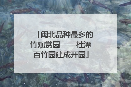 闽北品种最多的竹观赏园——杜潭百竹园建成开园