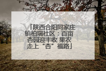 陕西合阳同家庄镇柏瑞社区：百亩杏园迎丰收 果农走上“杏”福路