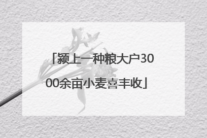 颍上一种粮大户3000余亩小麦喜丰收