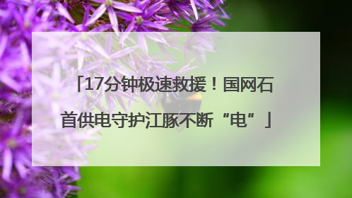 17分钟极速救援！国网石首供电守护江豚不断“电”